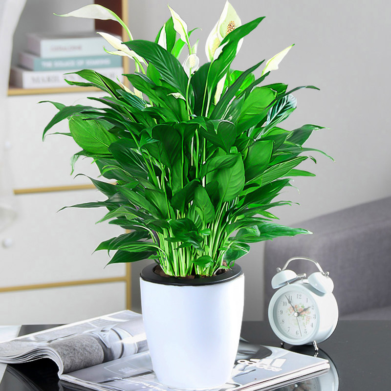 白掌陶瓷盆花卉盆栽绿植室内客厅四季开花好养土培一帆风顺好寓意,鲜花速递/花卉仿真/绿植园艺,绿植,淘宝优惠券,粉丝福利购,淘宝优惠卷