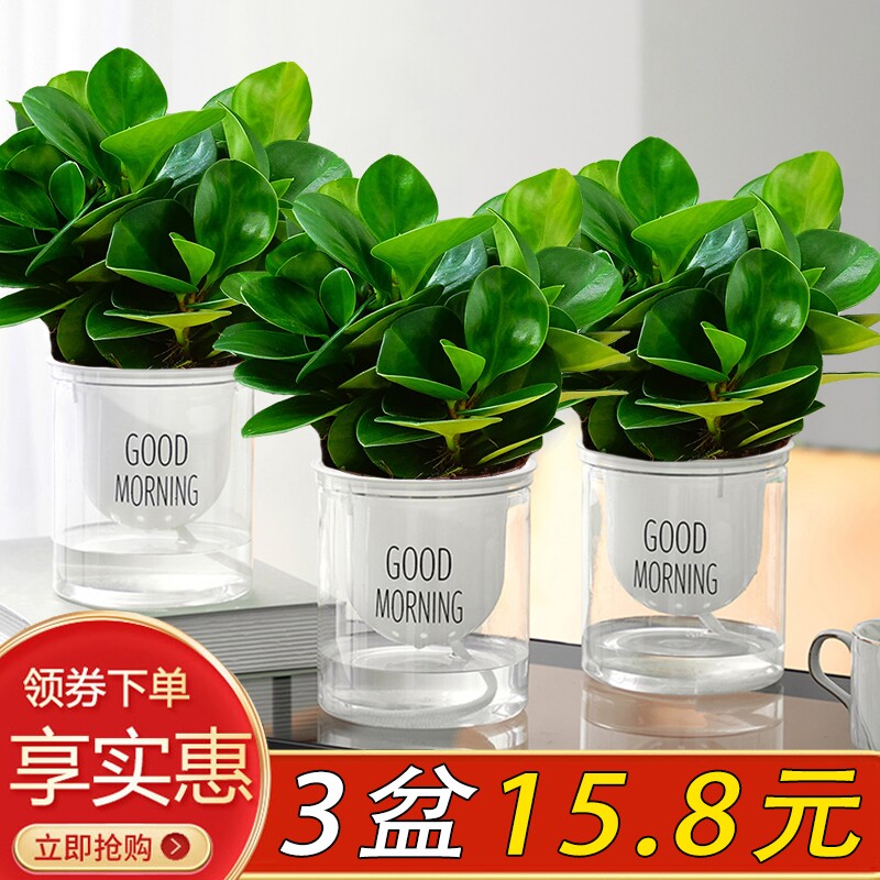 豆瓣绿碧玉盆栽绿植室内客厅四季常青净化空气好养电脑桌面小宝贝