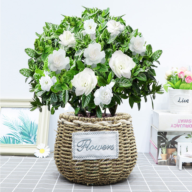 茉莉手工竹编织篮创意盆栽花卉长寿栀子花天堂鸟杜鹃白掌如意大号