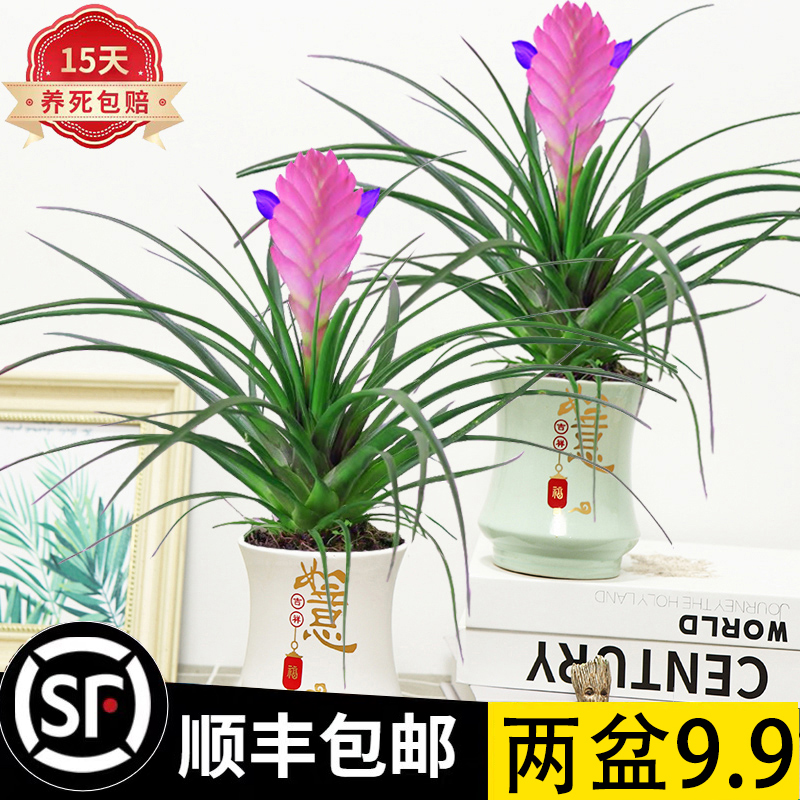紫花凤梨 铁兰 蓝色铁兰 长苞铁兰 蓝紫花凤梨 蓝花凤梨 紫花木柄凤梨 紫花木柄凤梨花卉百科图片 培育种植 饲养繁殖 Sbike