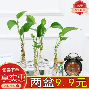 精美绿萝套装 水养绿萝盆花卉绿植办公室内玻璃瓶盆栽