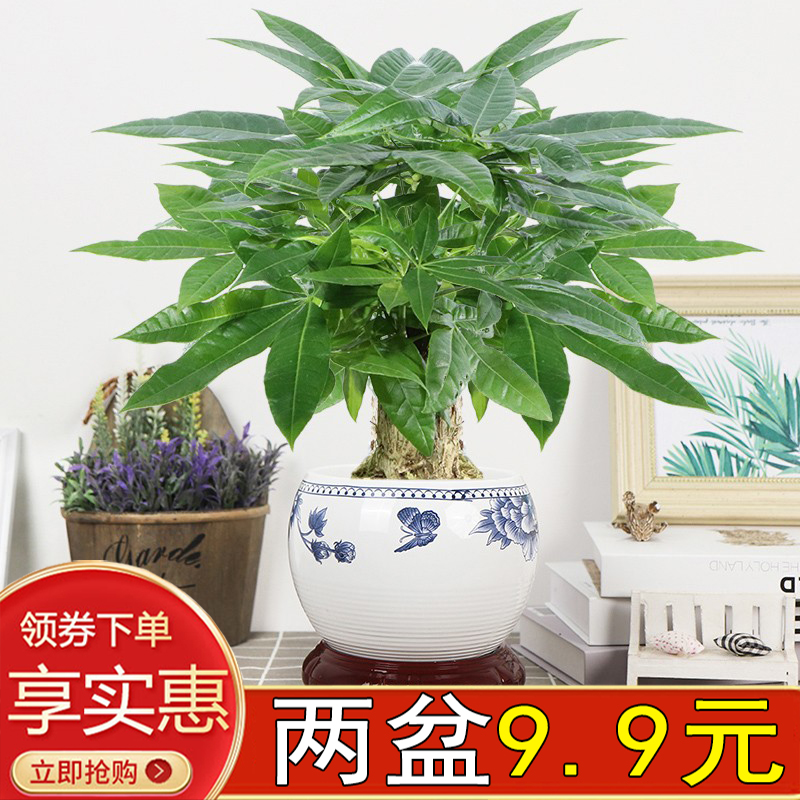 大号发财树陶瓷盆5年老桩招财树盆栽花卉绿植盆景办公室内绿萝 鲜花速递/花卉仿真/绿植园艺 绿植 原图主图