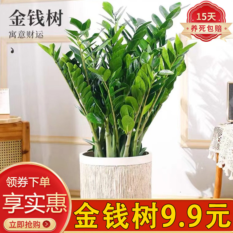 大型金钱树盆栽绿植落地室内客厅懒人自吸好养易活摇钱树四季常青