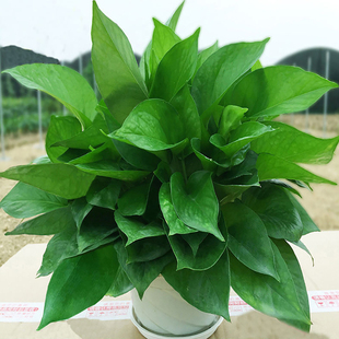 绿萝盆栽室内花卉绿植物长藤大叶盆四季常绿水培土养办公客厅绿箩