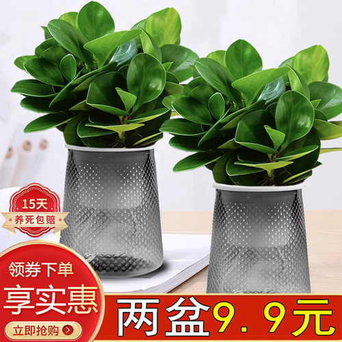 碧玉盆栽室内四季常青懒人好养