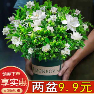 大栀子花盆栽绿植花卉室内桌面办公好养开花花苞绿植香味观赏土培