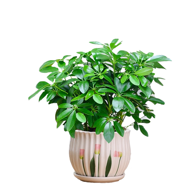 鸭脚木盆栽室内客厅陶瓷美观好养