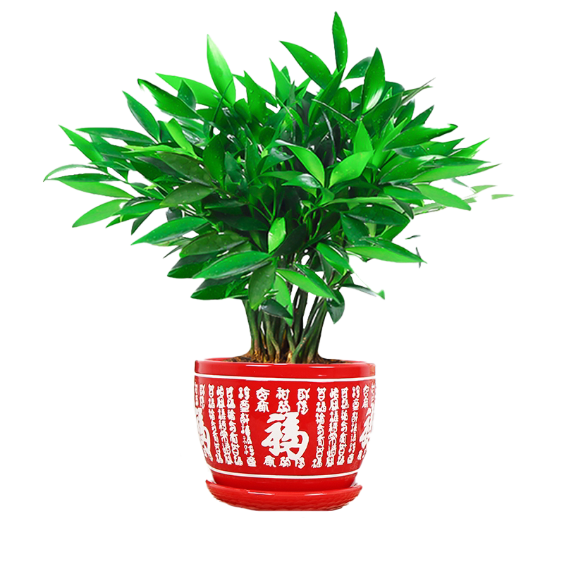 驱蚊竹柏四季常青客厅