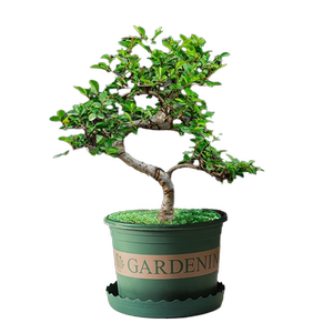 老桩小叶榆树造型盆景懒人绿植盆栽室内书房桌面好养四季常青美观