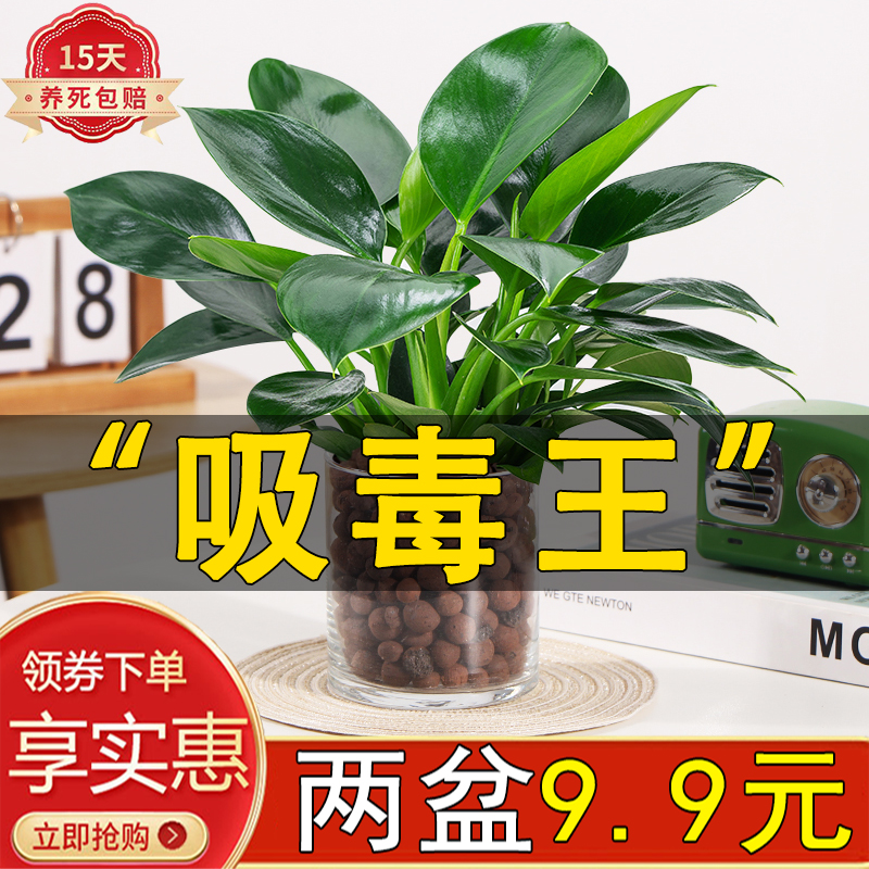 金钻绿公主室内四季常青除甲醛