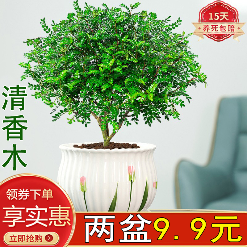 清香胡椒木室内驱蚊四季常青好养