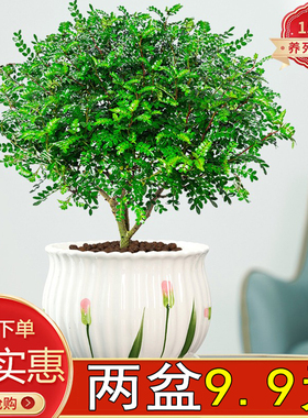 正宗清香胡椒木盆栽绿植室内客厅树苗老桩驱蚊九里香竹柏好养易活