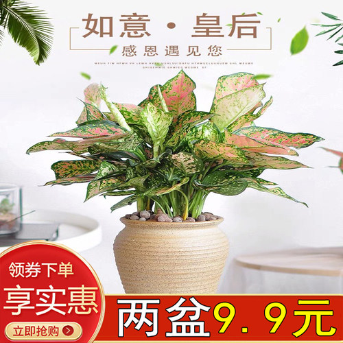 如意皇后室内客厅美观净化空气