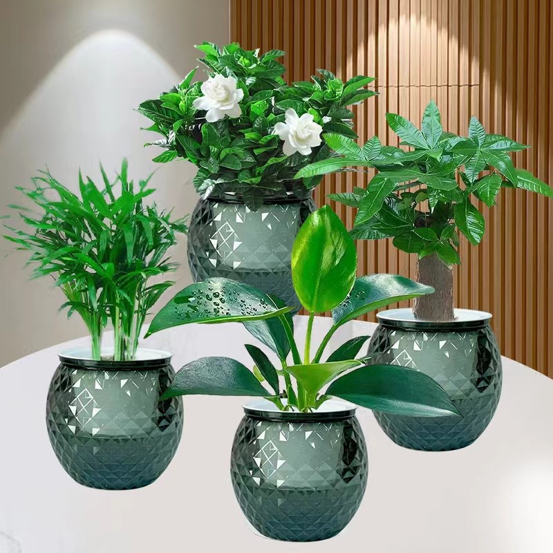 【买三送一】发财树栀子花袖珍椰金钻办公室桌面盆栽水培土培好养