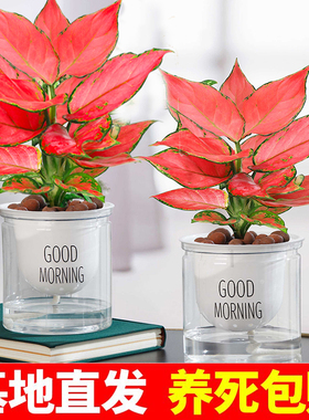 吉利红盆栽绿植花卉室内外客厅办公易养护红色植物吸水盆观赏美观