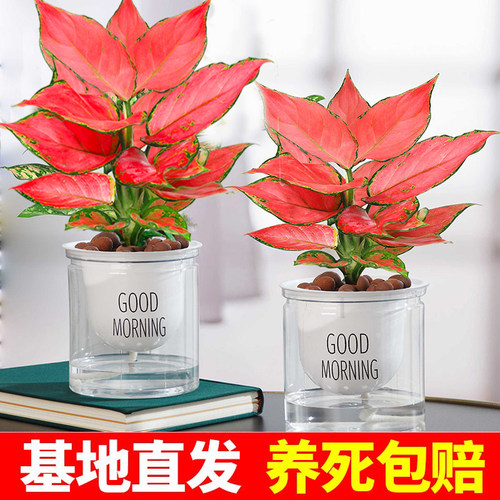 吉利红盆栽室内客厅四季易养护