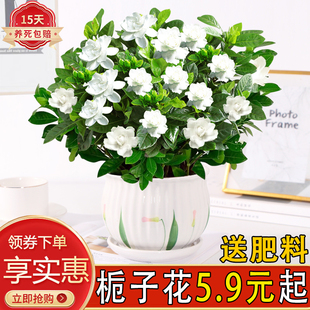 栀子花盆栽绿植花卉室内客厅阳台好养活带花苞开花浓香型树苗陶瓷
