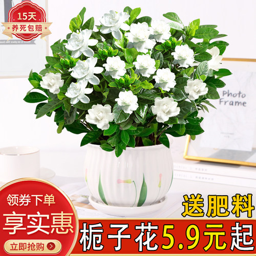 栀子花花卉阳台室内带花苞浓香