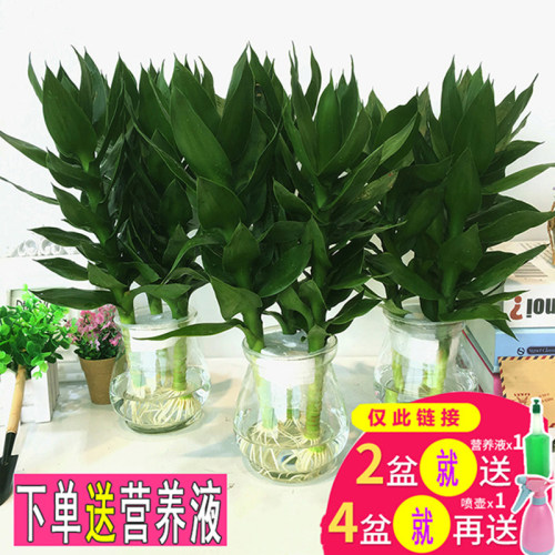 发财树室内多少钱 发财树室内价格 小麦优选 发财树室内多少钱 发财树室内价格 小麦优选