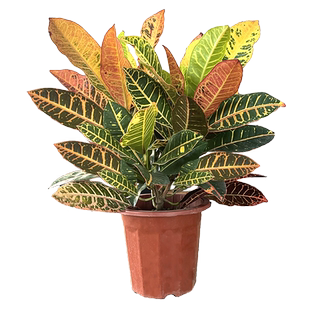 特大号七彩变叶木盆栽招财美观室内外客厅好养护易活叶大茂盛绿植