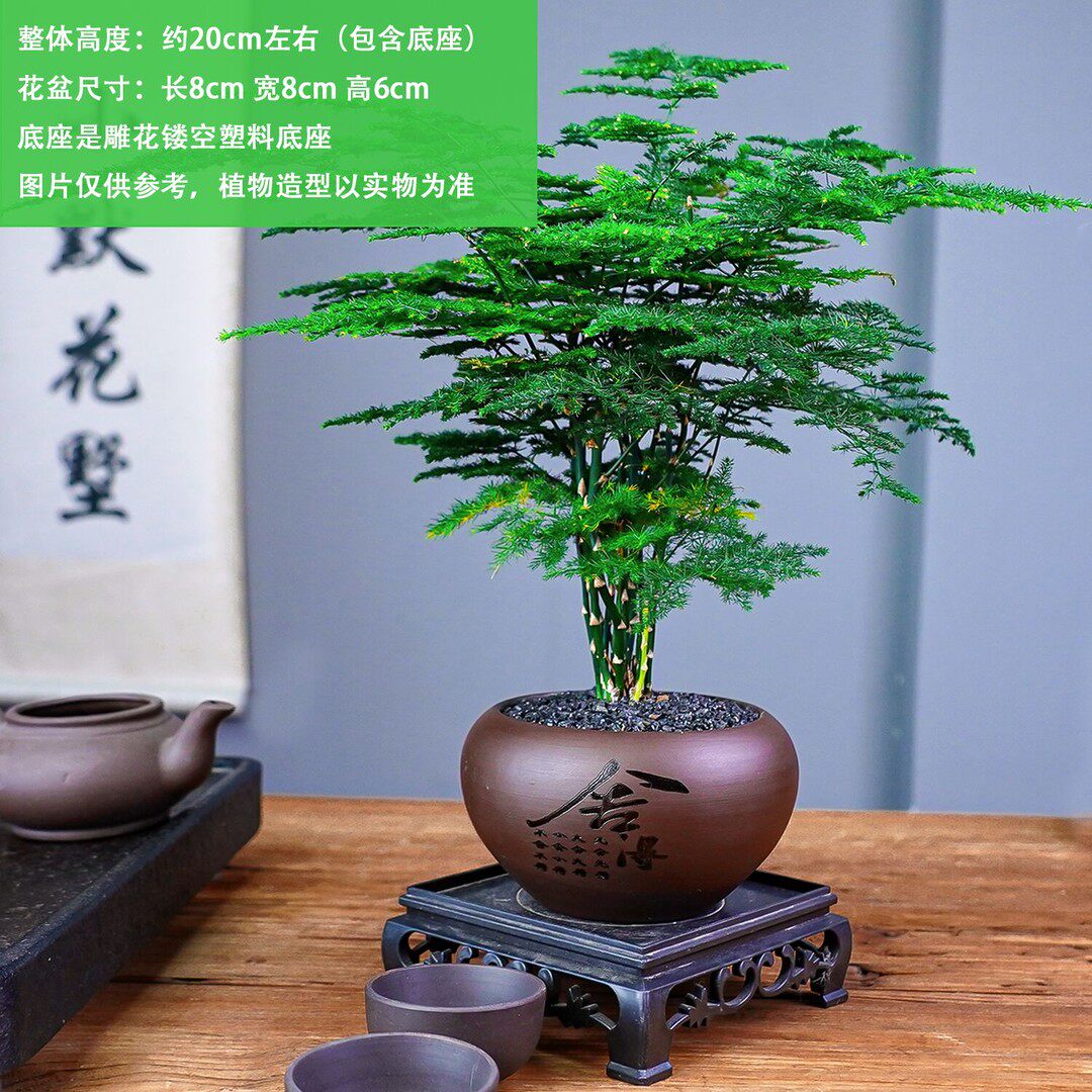 文竹盆栽植物室内花卉盆景