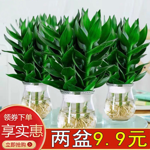 水培植物观音竹室内裸根带根