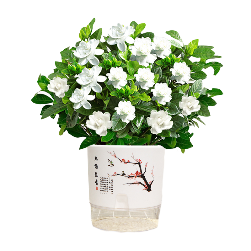 栀子花花卉室内花开浓香型好养