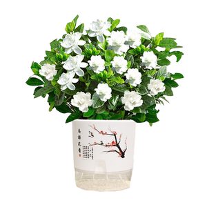 栀子花花卉室内花开浓香型好养