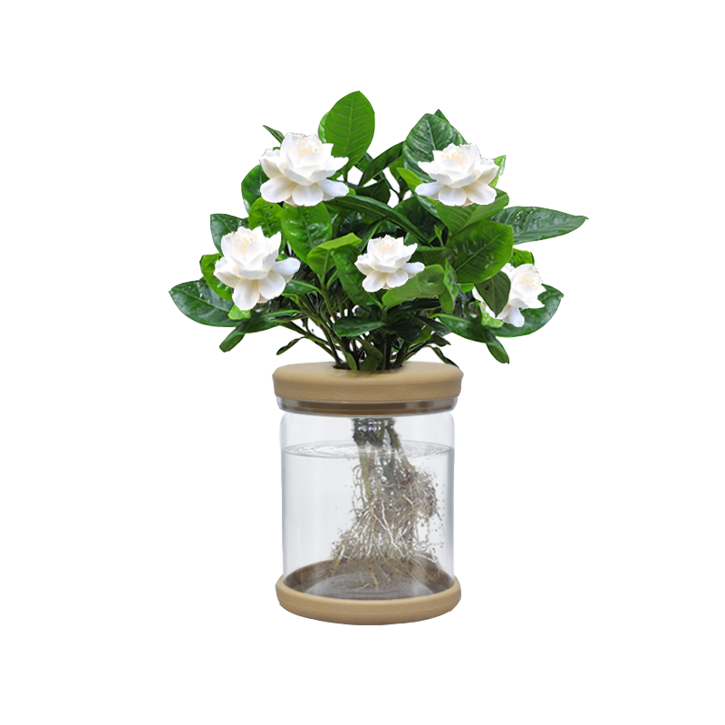 水培植物室内客厅好养易活