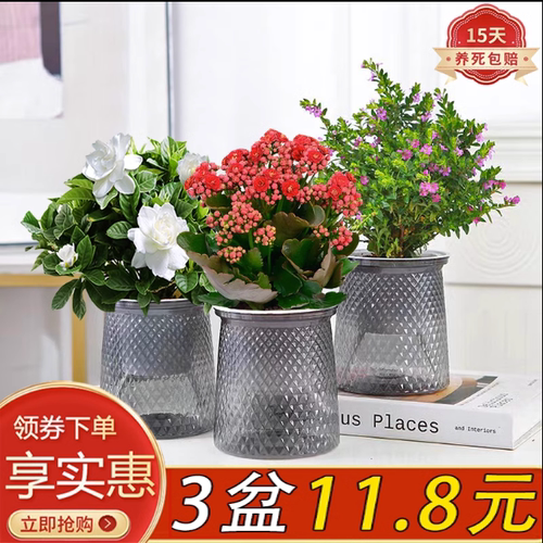 栀子花盆栽室内懒人自吸盆景美观