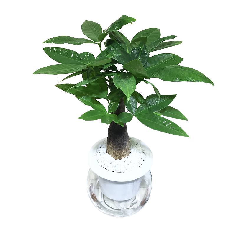 植物水养绿萝栀子花卉桌面