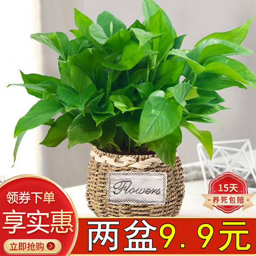 绿萝植物室内四季常青懒人好养活