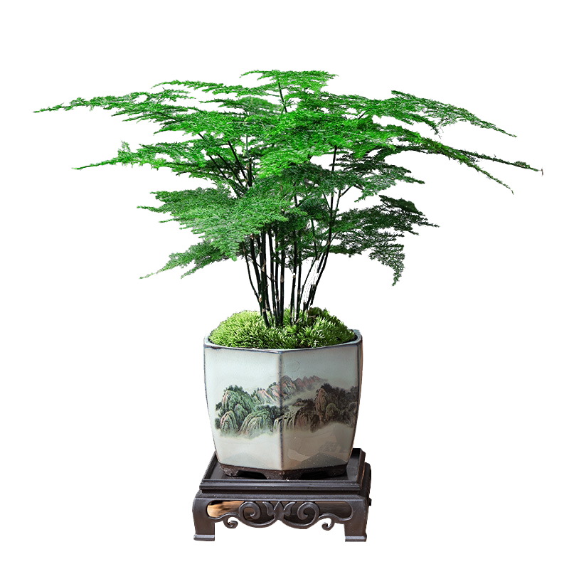 文竹植物室内四季常青懒人好养活
