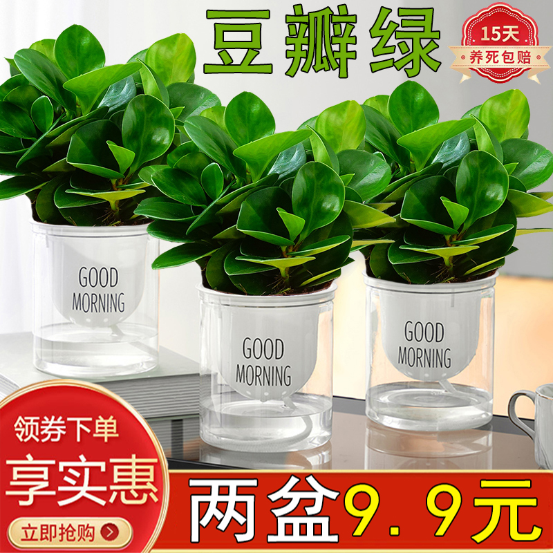 豆瓣绿室内四季常青除甲醛防辐射