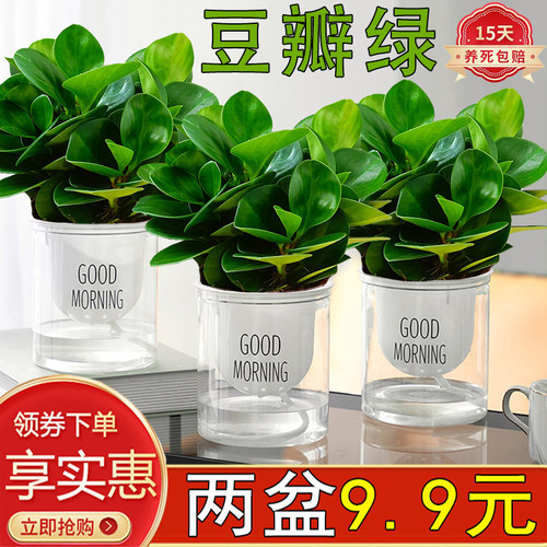 豆瓣绿室内四季常青除甲醛防辐射