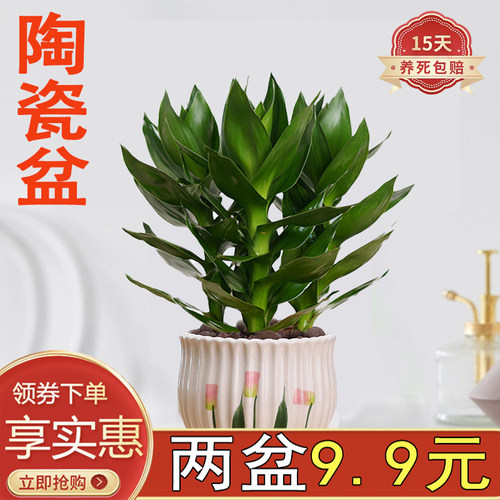 富贵竹盆栽室内客厅陶瓷好养活