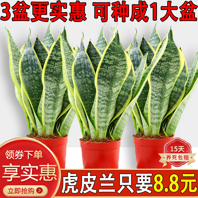 虎皮兰室内四季常青净化空气好养