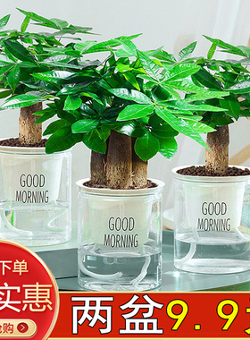 发财树盆栽植物陶瓷盆栽室内花卉土养盆景客厅绿植发财金摇钱树花