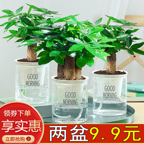 发财树盆栽绿植花卉室内