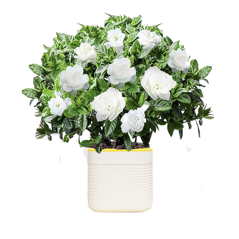 栀子花盆栽室内花卉绿植盆景四季开花绿植带花苞发货