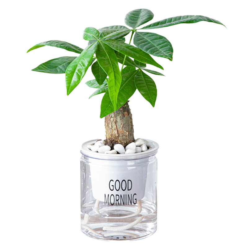 发财树盆栽绿植单杆多杆造型室内客厅好养美观四季常青耐旱袖珍椰