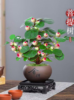 小盼菩提室内绿植花卉菩提树中式禅意桌面摆件饰物好养绿植盆景