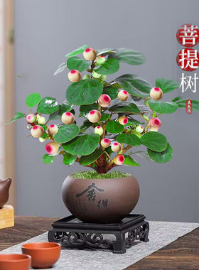 小盼菩提室内绿植花卉菩提树中式禅意桌面摆件饰物好养绿植盆景