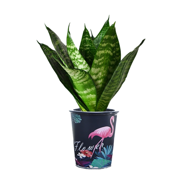 虎皮兰室内办公四季常青除甲醛