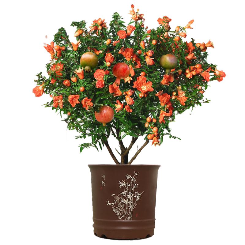石榴花盆栽室内庭院季开花好养