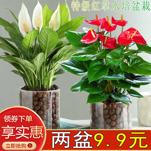 特级红掌室内客厅四季开花美观