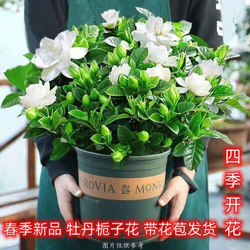 栀子花办公室阳台春夏开花清香