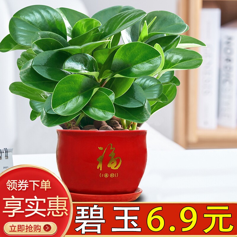 豆瓣绿碧玉盆栽绿植室内客厅好养活四季常青净化空气植物桌面宝贝