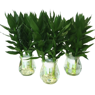 八方来财鸭脚木盆栽花卉绿植室内盆景八方来财观叶绿植七叶莲