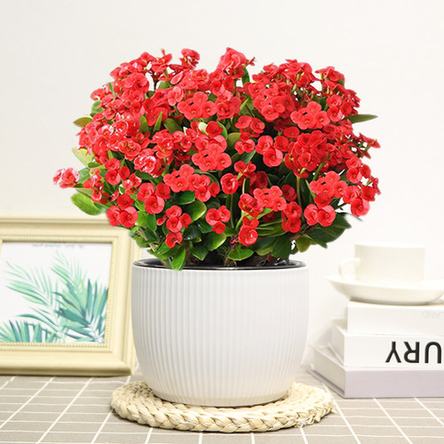 铁海棠花卉阳台四季开花美观好养